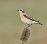 Wheatear, Seaforth NR, 24 April 2014.jpg