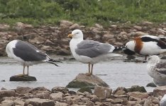 Yellow-legged Gull, Adult, Seaforth NR, 25 June 2011.jpg