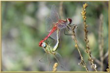 Dragonfly ID.jpg