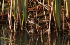 Baillon's Crake.jpg