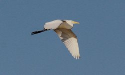 Intermediate Egret.jpg