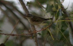 Pale-legged Leaf Warbler.jpg