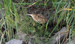 Yellow Bittern.jpg