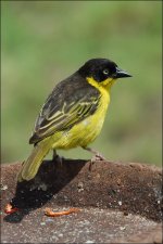 4287-baglafecht-weaver.jpg