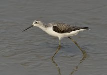 marsh sand MP D810_DSC6325.jpg