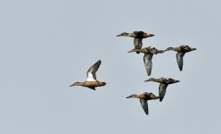 northern shovelers  flight MP D810_DSC6664.jpg