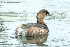 Little-Grebe.jpg