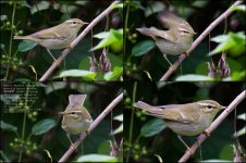 warbler,-arctic002.jpg