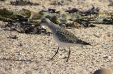 curlew sandpiper2 015.jpg