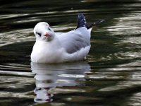 gull blackheaded (20) (Medium).JPG