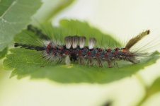 Vaperour moth caterpillar (2) copy.jpg