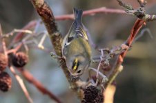 Goldcrest-(4)-web.jpg