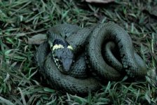 grass_snake1.jpg