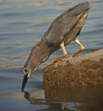 bc night heron.juvDSCF1642.jpg