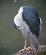 bc night heron.groom IMG_0336.jpg