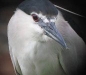 bc night heron.closeup IMG_0251.jpg