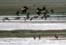 pale bellied brent marsh south 26 may 06.jpg