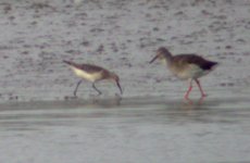 curlew sandpiper dundalk harbour spet 06.jpg