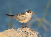 Juv. Whiskered Tern.jpg