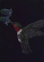 hummingbird  .jpg