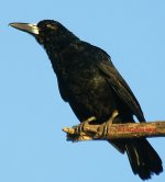 Black butcherbird Cracticus quoyi East Point 26-6-06 2b.jpg