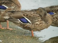 mallards_full_frame_18aug06_640_20b.jpg