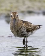 Dunlin_Keyhaven_050914_s.jpg