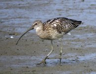 eurasian curlew feed  DB MP sx60hs IMG_0349.jpg