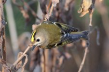 Goldcrest-(7)-web-ISO3200-no-noise-reduction.jpg