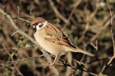 Tree-Sparrow-(1)-web-ISO640-sharpened-no-NR.jpg