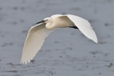 little egret flight DB MP D810 500mm_DSC5765.jpg