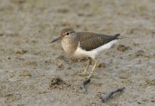 common sandpiper CB MP D810 500mm_DSC5715.jpg