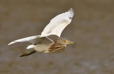 chinese pond heron flight DB MP D810 500mm c_DSC5912.jpg