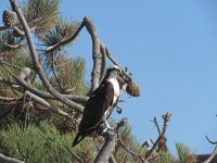 osprey la jolla CA sx60hs  1144mm IMG_2289.jpg