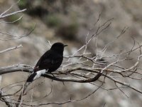 2014.10.15 Black Wheatear.JPG