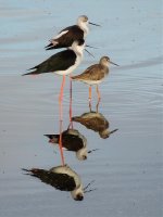 2014.10.15 Black-winged Stilts and Redshank.jpg