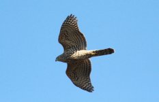 Northern Goshawk.jpg