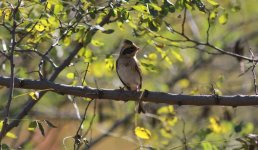 Yellow-throated Bunting 2.jpg