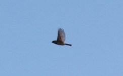 Yellow-throated Bunting.jpg