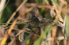 Dusky Warbler.jpg