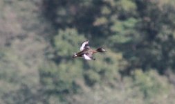 Ferruginous Duck.jpg