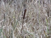 Typha spp - Hurcott.jpg