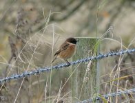 stonechat.JPG