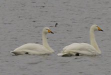 whoopers2.JPG