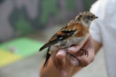 Brambling.jpg