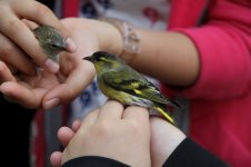 Eurasian Siskin.jpg