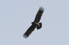 Greater Spotted Eagle.jpg