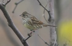 Black-faced Bunting.jpg