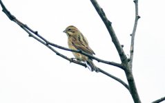 Common Reed Bunting.jpg