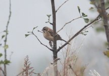 Japanese Reed Bunting.jpg